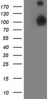 ANAPC2 / APC2 Antibody (clone OTI1A6, Carrier-free)