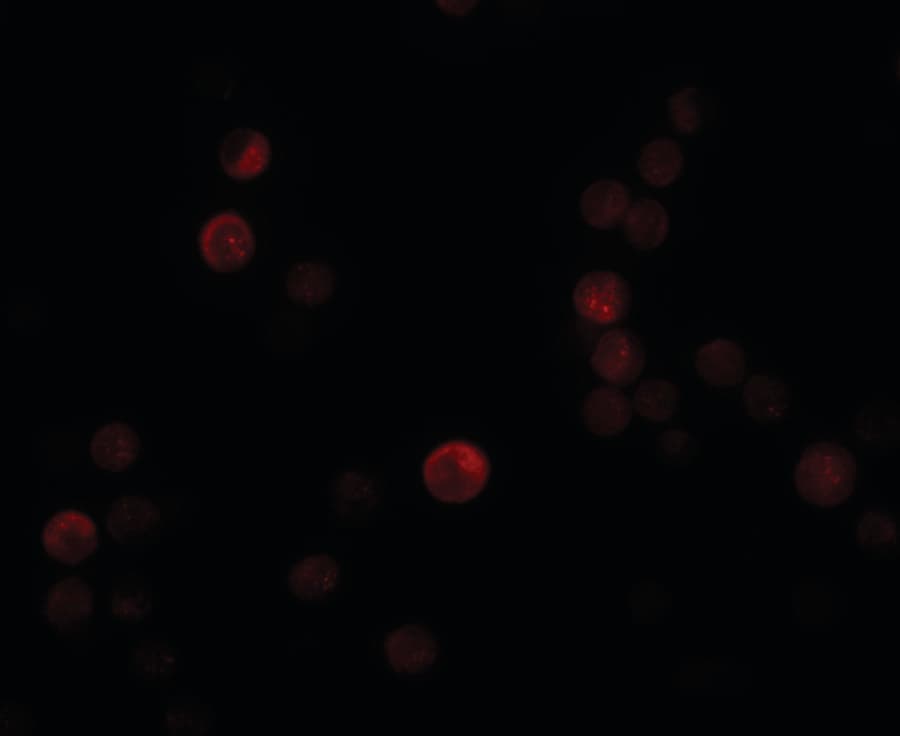 PLAC4 Antibody