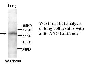 ANGPT4 / Angiopoietin-4 Antibody (N-Terminus)