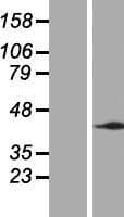 BMRP36a / MRPL43 Protein (Over-Expression Lysate Myc-DDK (Flag))