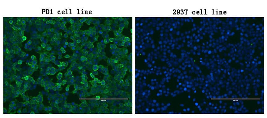 Monoclonal Mouse anti-Human PDCD1 / CD279 / PD-1 Antibody (clone OTI21F5, IF, WB)