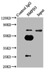SMPD3 / NSMASE2 Antibody
