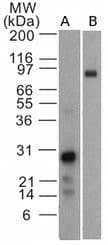 EBI3 / IL-27B Antibody (clone 42N1G4)