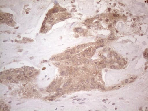 Monoclonal Mouse anti-Human SPATA22 Antibody (clone OTI6H9, IHC, WB)