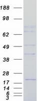 Human Carom / FCHSD2 Protein (Recombinant Myc-DDK (Flag))