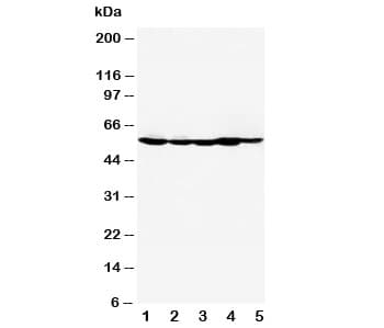 Polyclonal Rabbit anti-Human HDAC2 Antibody (aa464-478, WB)