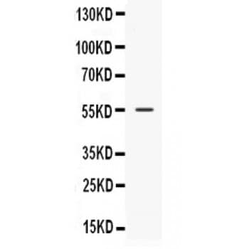 NUCB2 / Nucleobindin 2 Antibody (aa25-106)