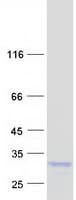 Human PPIC / Cyclophilin C Protein (Recombinant Myc-DDK (Flag))