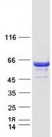 Human DYNC1LI1 Protein (Recombinant Myc-DDK (Flag))