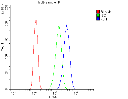 XDH / Xanthine Oxidase Antibody