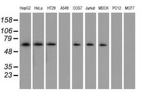 SNX9 / WISP Antibody (clone OTI1E2, Carrier-free)