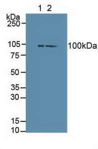 DVL3 / Dishevelled 3 Antibody (aa545-716)