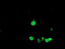 HES1 / HES-1 Antibody (clone OTI1H8)