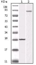 IKBIP Antibody (clone 10A2)