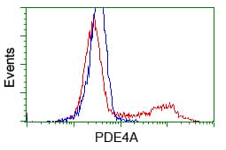 Monoclonal Mouse anti-Human PDE4A / PDE4 Antibody (clone OTI6D6, IHC, IF, WB)