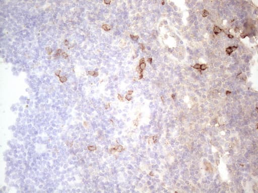 c-Kit / CD117 Antibody (aa27-308, clone OTI6F8)