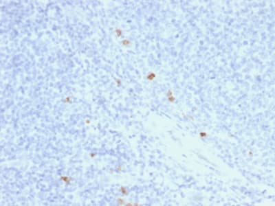 IGHG4 Antibody (clone rIGHG4/1345, Azide-free, Carrier-free)