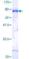 Human c-Src Kinase / CSK Protein (Recombinant GST)