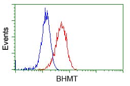 BHMT Antibody (clone OTI10B3)