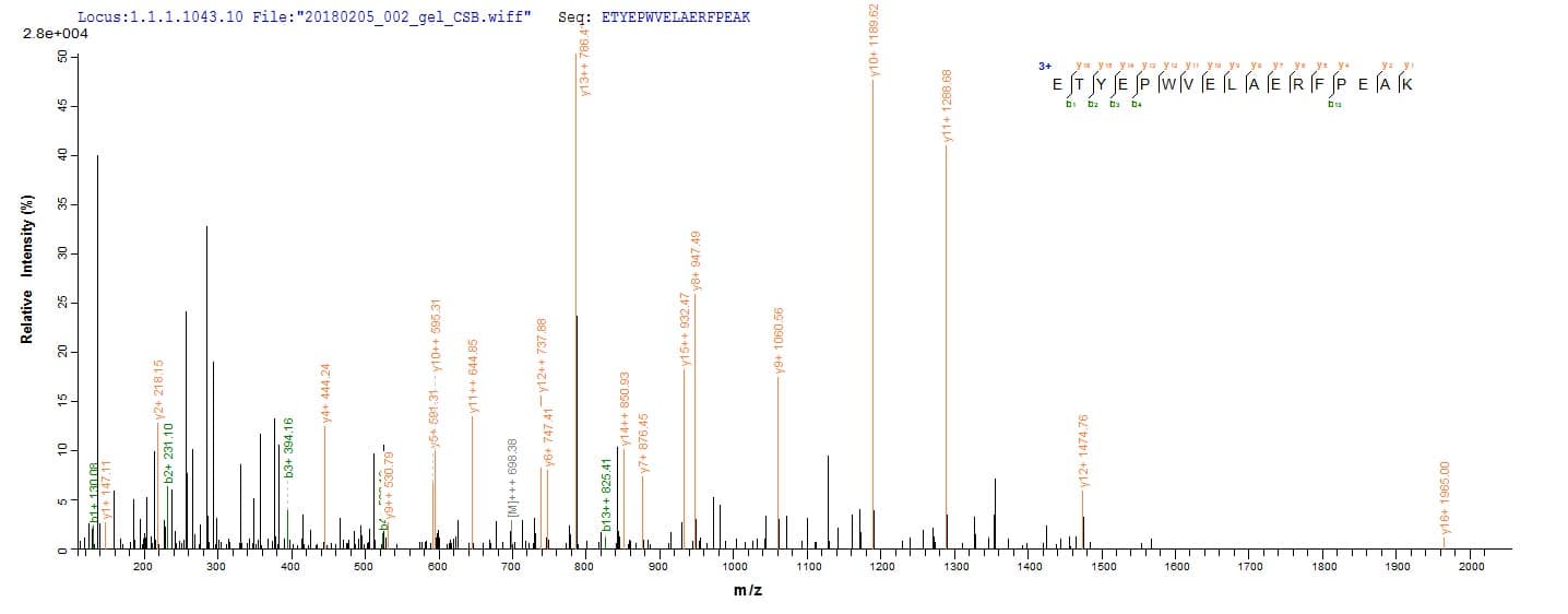 Arabidopsis thaliana UGT71C1 Protein (Recombinant 10His, N-terminus)