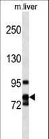 Polyclonal Rabbit anti-Human CCNF / Cyclin F Antibody (aa496-524, WB)