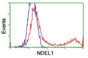 NUDEL / NDEL1 Antibody (clone OTI5E11)