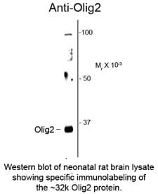 OLIG2 Antibody