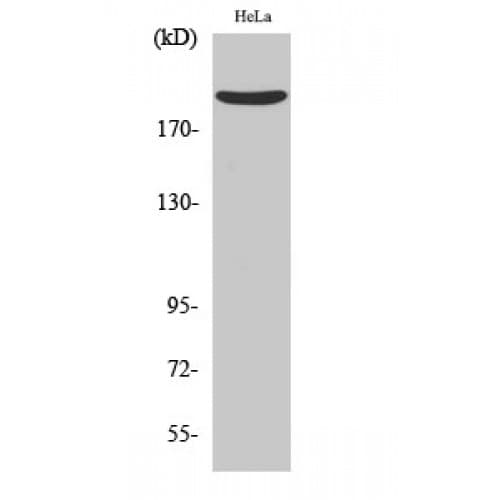 RTN4 / Nogo Antibody (Internal)