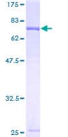 Human FSAP57 / SMU1 Protein (Recombinant GST)