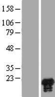 HN1 / ARM2 Protein (Over-Expression Lysate Myc-DDK (Flag))
