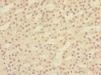 LFNG / Lunatic Fringe Antibody