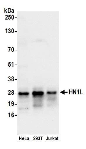 HN1L Antibody (aa50-100)