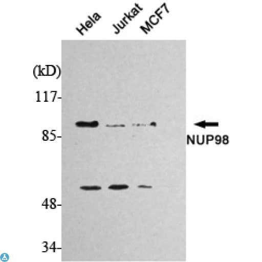 NUP98 Antibody
