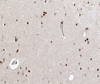 CDK7 Antibody
