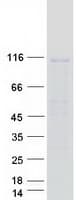 Human IPO11 / Importin 11 Protein (Recombinant Myc-DDK (Flag))