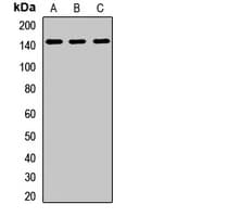EHMT1 Antibody
