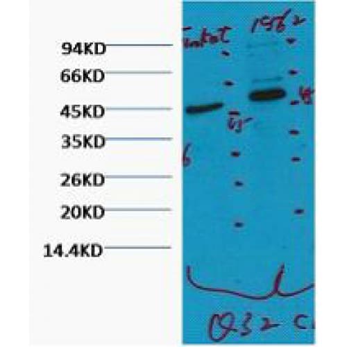 CD16 Antibody (clone Q32)