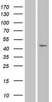 PAX1 Protein (Over-Expression Lysate Myc-DDK (Flag))