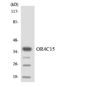Polyclonal Rabbit anti-Human OR4C15 Antibody (aa251-300, WB)