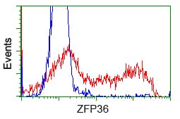 ZFP36 / Tristetraprolin Antibody (clone OTI3D10)