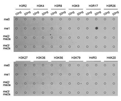 Histone H3 Antibody (Mono-Methyl-Arg17)