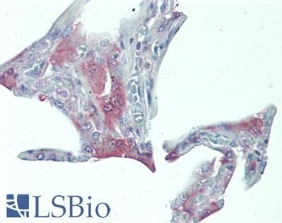IHC-plus™ FLT3LG / Flt3 Ligand Antibody (aa27-184)