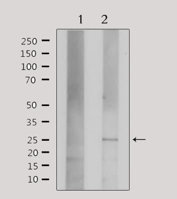 CLDN3 / Claudin 3 Antibody
