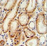 GALNT5 Antibody (aa24-53)