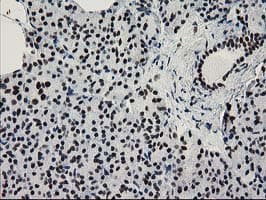 NMNAT1 / NMNAT Antibody (clone OTI1G4)