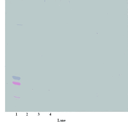 IHC-plus™ TGFA / TGF Alpha Antibody