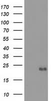 EFNA2 / Ephrin A2 Antibody (clone OTI3E3)