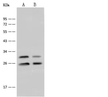 EIF4H Antibody (Preservative Free)