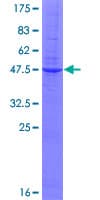 Human GKN2 / Gastrokine 2 Protein (Recombinant GST)