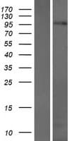 C17orf71 Protein (Over-Expression Lysate Myc-DDK (Flag))